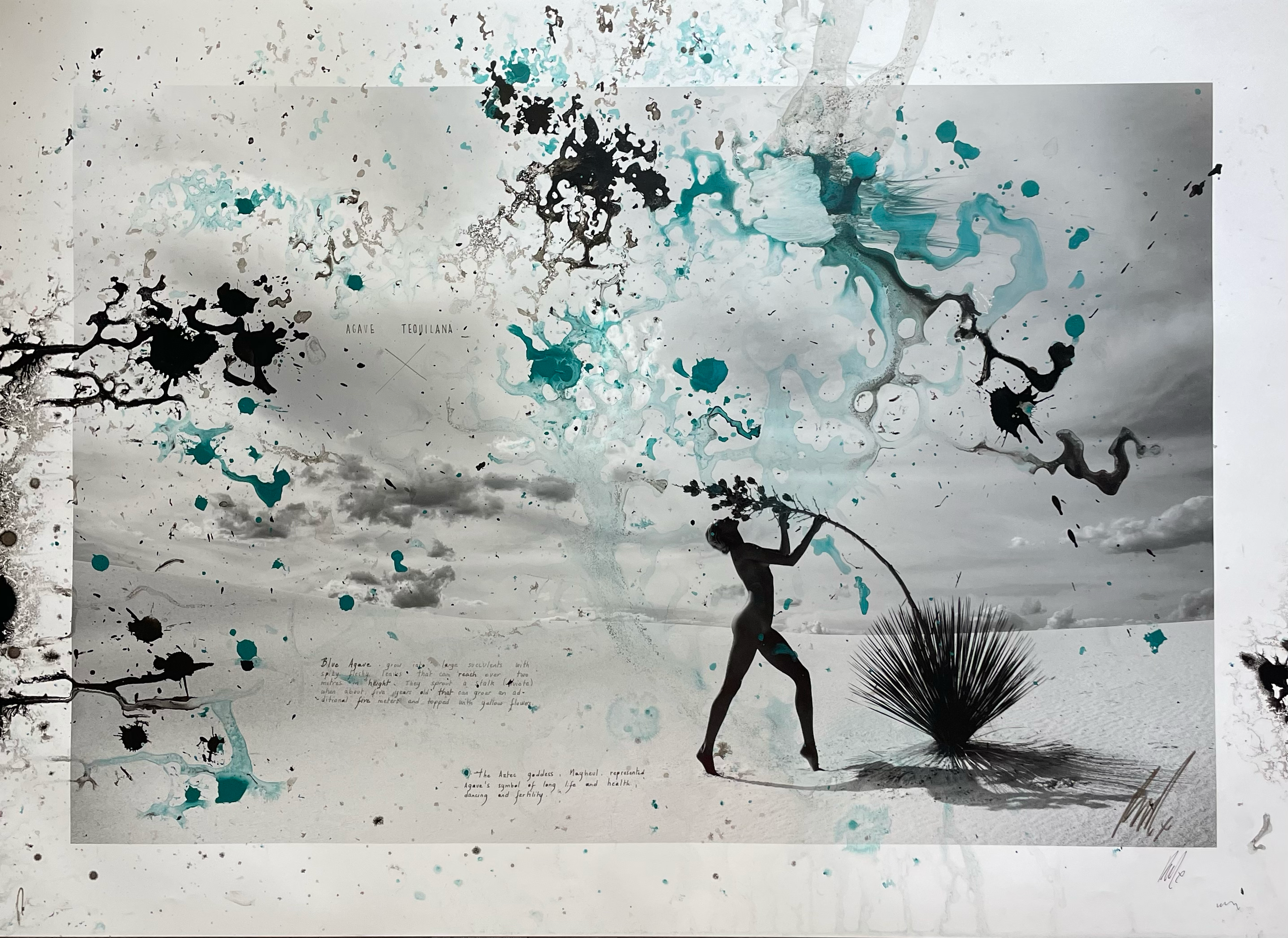 Raphael Mazzucco' Agave' 2015